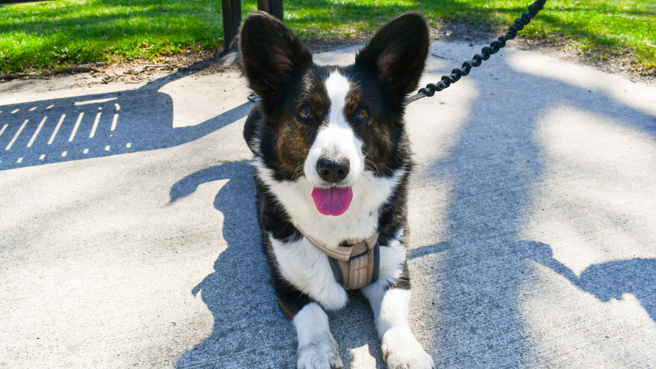 Delia Goes to the Dogs 2025